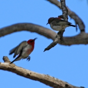 Myzomela sanguinolenta at Acton, ACT - 29 Nov 2021