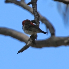 Myzomela sanguinolenta at Acton, ACT - 29 Nov 2021