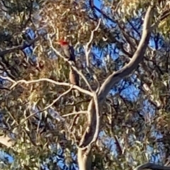 Callocephalon fimbriatum (Gang-gang Cockatoo) at Federal Golf Course - 29 Nov 2021 by ianmigdale