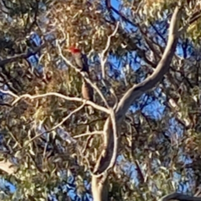 Callocephalon fimbriatum (Gang-gang Cockatoo) at Federal Golf Course - 29 Nov 2021 by ianmigdale