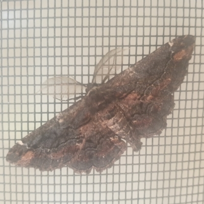 Pholodes sinistraria (Sinister or Frilled Bark Moth) at Turner, ACT - 29 Nov 2021 by LD12