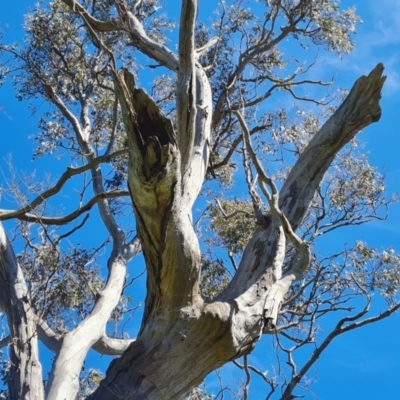 Callocephalon fimbriatum (Gang-gang Cockatoo) at O'Malley, ACT - 30 Nov 2021 by Mike