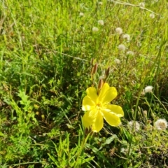 Oenothera stricta subsp. stricta (Common Evening Primrose) at O'Malley, ACT - 30 Nov 2021 by Mike