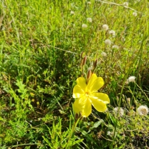 Oenothera stricta subsp. stricta at O'Malley, ACT - 30 Nov 2021 08:28 AM