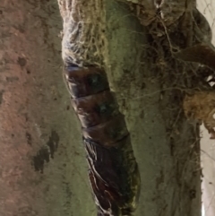 Metura elongatus at Theodore, ACT - 30 Nov 2021