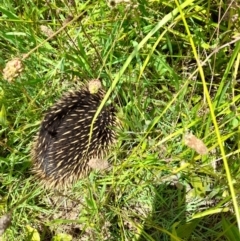 Tachyglossus aculeatus (Short-beaked Echidna) at Latham, ACT - 30 Nov 2021 by JBrickhill