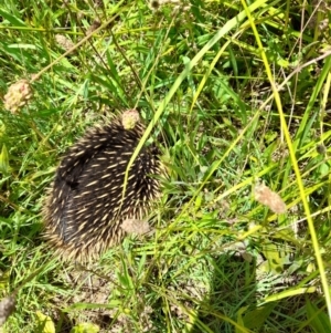 Tachyglossus aculeatus at Latham, ACT - 30 Nov 2021 12:15 PM