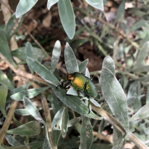 Lamprima aurata at Belconnen, ACT - 30 Nov 2021