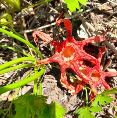 Aseroe rubra (Anemone Stinkhorn) at Latham, ACT - 30 Nov 2021 by JBrickhill