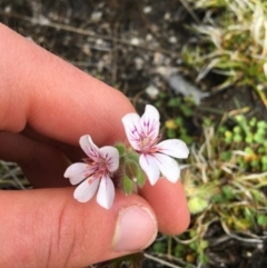 Pelargonium australe (Austral Stork's-bill) at Mount Clear, ACT - 28 Nov 2021 by Ned_Johnston