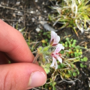 Pelargonium australe at Mount Clear, ACT - 28 Nov 2021