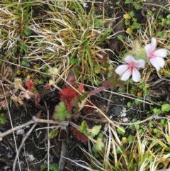 Pelargonium australe at Mount Clear, ACT - 28 Nov 2021