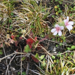 Pelargonium australe at Mount Clear, ACT - 28 Nov 2021