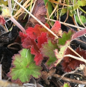 Pelargonium australe at Mount Clear, ACT - 28 Nov 2021