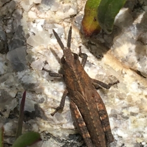 Acrididae sp. (family) at Yaouk, NSW - 28 Nov 2021