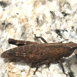 Acrididae sp. (family) at Yaouk, NSW - 28 Nov 2021