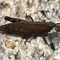 Acrididae sp. (family) at Yaouk, NSW - 28 Nov 2021