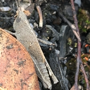 Goniaea opomaloides at Yaouk, NSW - 28 Nov 2021 04:18 PM