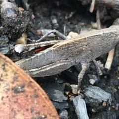 Goniaea opomaloides at Yaouk, NSW - 28 Nov 2021 04:18 PM