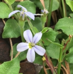 Lobelia pedunculata (Matted Pratia) at Yaouk, NSW - 28 Nov 2021 by NedJohnston