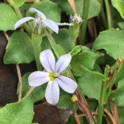 Lobelia pedunculata (Matted Pratia) at Yaouk, NSW - 28 Nov 2021 by Ned_Johnston