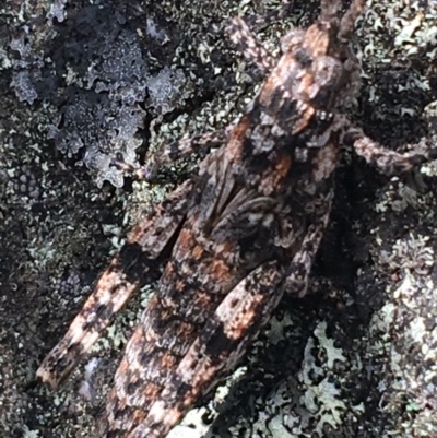 Coryphistes ruricola (Bark-mimicking Grasshopper) at Yaouk, NSW - 28 Nov 2021 by NedJohnston