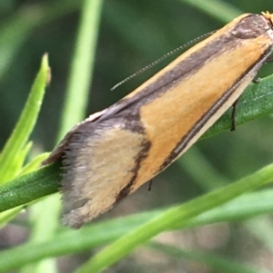 Philobota undescribed species near arabella at Yaouk, NSW - 28 Nov 2021 04:38 PM