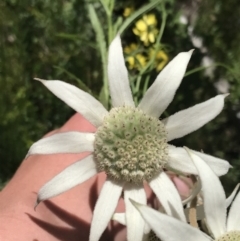 Actinotus helianthi (Flannel Flower) at Bundanoon, NSW - 14 Nov 2021 by Tapirlord