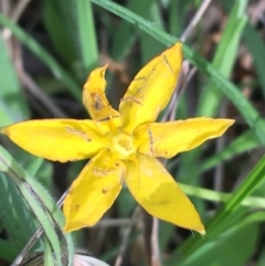 Hypoxis hygrometrica (Golden Weather-grass) at Yaouk, NSW - 28 Nov 2021 by NedJohnston