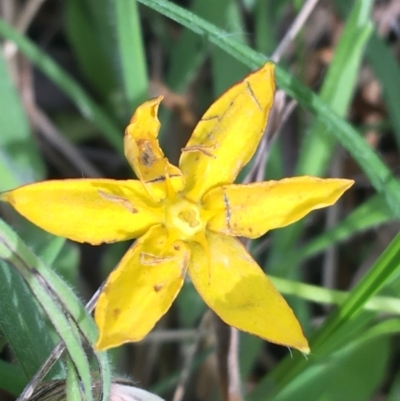 Hypoxis hygrometrica (Golden Weather-grass) at Yaouk, NSW - 28 Nov 2021 by NedJohnston