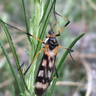 Gynoplistia (Gynoplistia) bella (A crane fly) at Yaouk, NSW - 28 Nov 2021 by Ned_Johnston