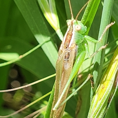 Conocephalus semivittatus (Meadow katydid) at O'Connor, ACT - 30 Nov 2021 by tpreston