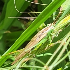 Conocephalus semivittatus at O'Connor, ACT - 30 Nov 2021