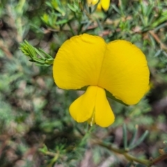 Gompholobium huegelii (Pale Wedge Pea) at O'Connor, ACT - 30 Nov 2021 by tpreston