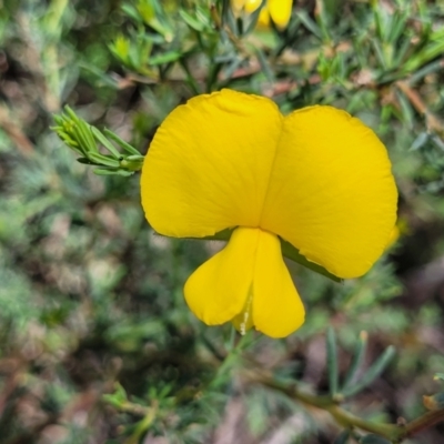 Gompholobium huegelii (pale wedge–pea) at O'Connor, ACT - 30 Nov 2021 by trevorpreston