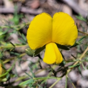 Gompholobium huegelii at O'Connor, ACT - 30 Nov 2021