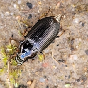 Harpalini sp. (tribe) at O'Connor, ACT - 30 Nov 2021