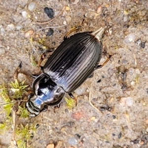 Harpalini sp. (tribe) at O'Connor, ACT - 30 Nov 2021 01:43 PM