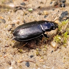 Harpalini sp. (tribe) at O'Connor, ACT - 30 Nov 2021