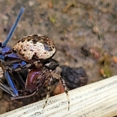 Euryopis splendens at O'Connor, ACT - 30 Nov 2021 01:44 PM