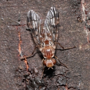 Pyrgotidae sp. (family) at Acton, ACT - 28 Nov 2021 12:51 PM