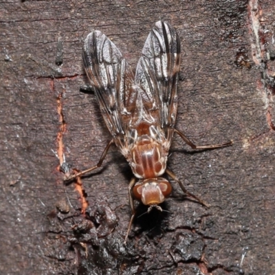 Pyrgotidae sp. (family) (A pyrgotid fly) at ANBG - 28 Nov 2021 by TimL