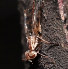 Pyrgotidae sp. (family) at Acton, ACT - 28 Nov 2021 12:51 PM