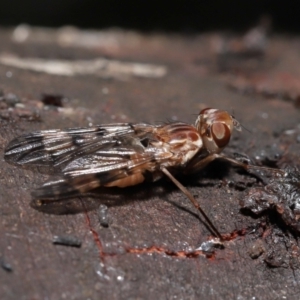 Pyrgotidae sp. (family) at Acton, ACT - 28 Nov 2021 12:51 PM