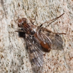 Pyrgotidae sp. (family) (A pyrgotid fly) at Acton, ACT - 26 Nov 2021 by TimL