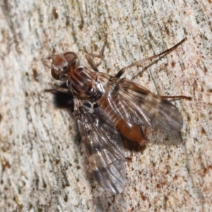 Pyrgotidae sp. (family) at Acton, ACT - 26 Nov 2021 12:10 PM