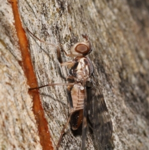 Pyrgotidae sp. (family) at Acton, ACT - 26 Nov 2021 12:10 PM