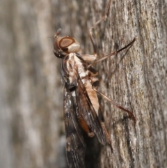 Pyrgotidae sp. (family) at Acton, ACT - 26 Nov 2021 12:10 PM