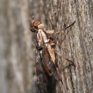 Pyrgotidae sp. (family) at Acton, ACT - 26 Nov 2021 12:10 PM