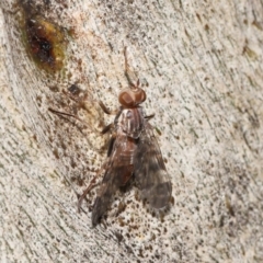 Pyrgotidae sp. (family) at Acton, ACT - 26 Nov 2021 12:10 PM